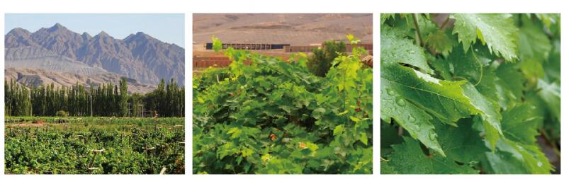 Grape-leaves