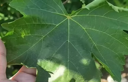 Grape Leaves Nutritional Benefits