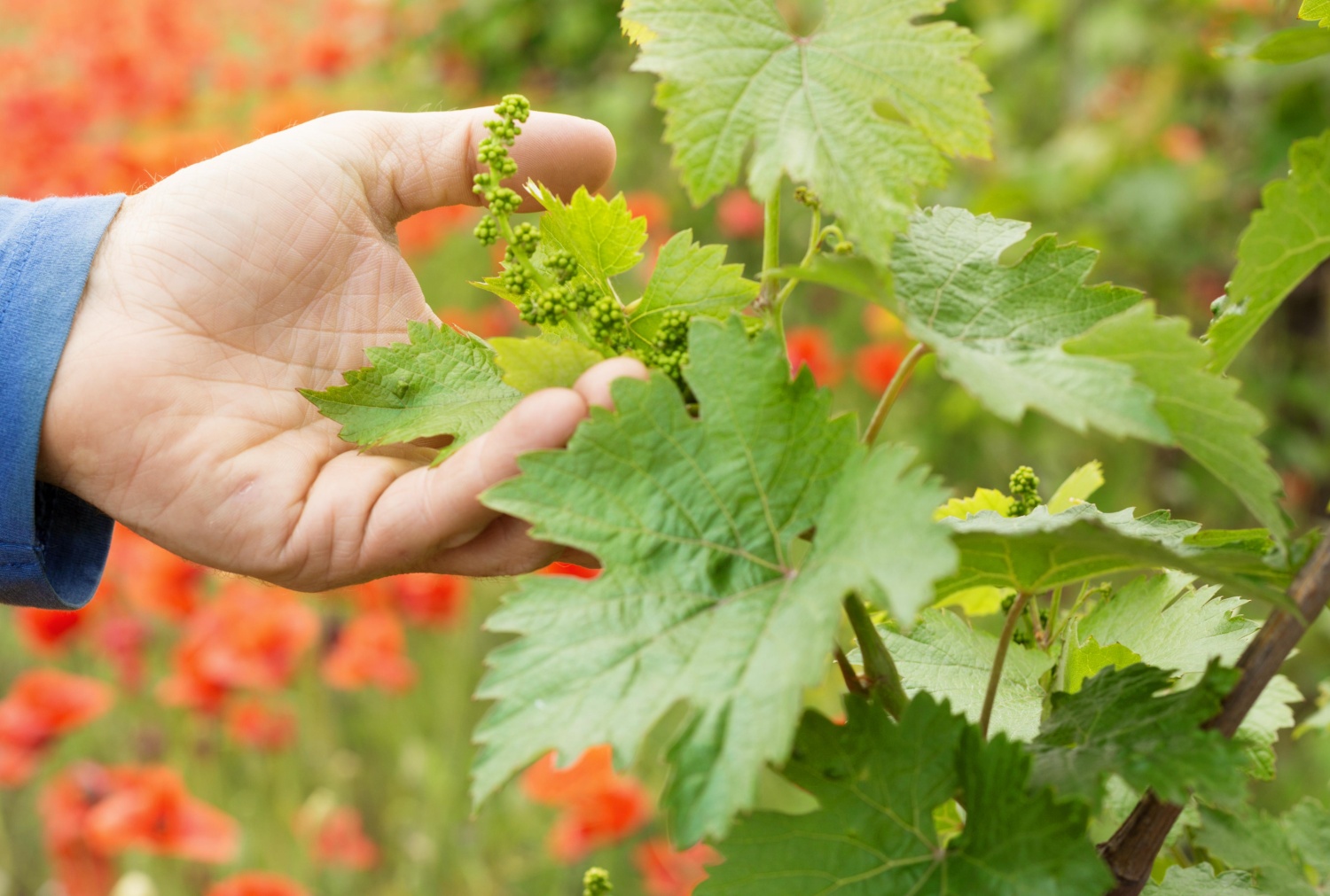 grape-leaves.jpg